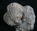 Large Platystrophia Brachiopod Fossil - Kentucky #6636-1